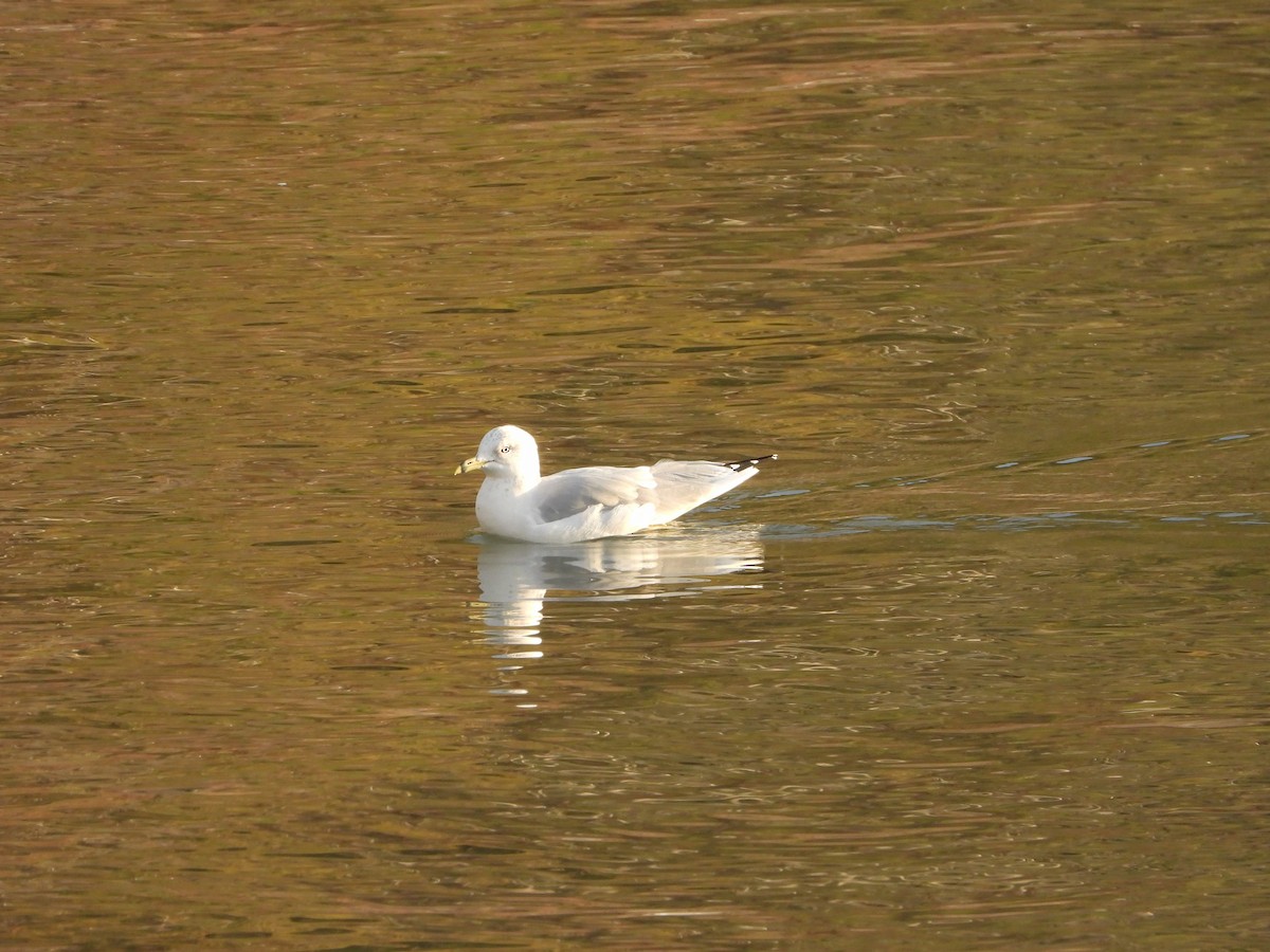 Ring-billed Gull - ML609749321