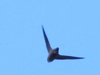 Chimney Swift - ML609749362