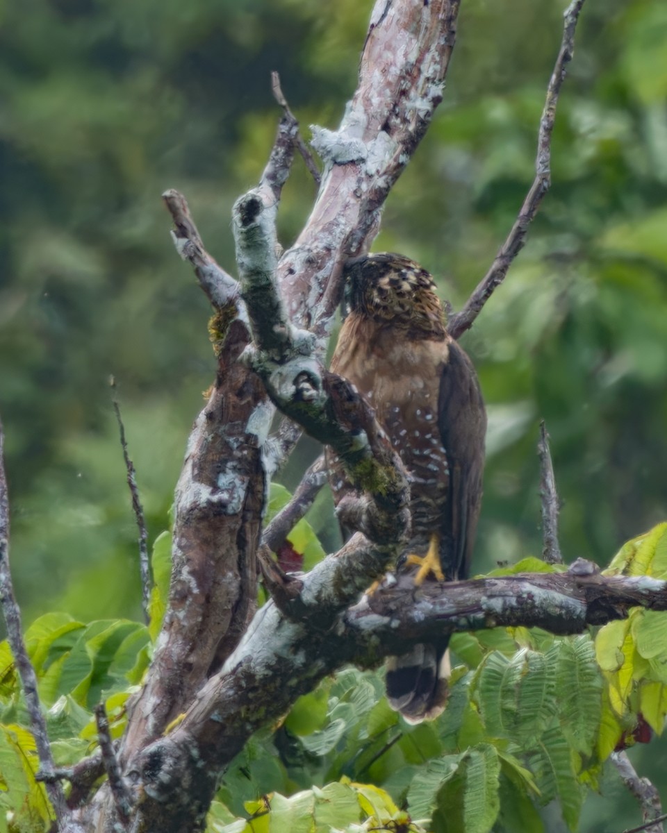 Sulawesi Serpent-Eagle - ML609749401