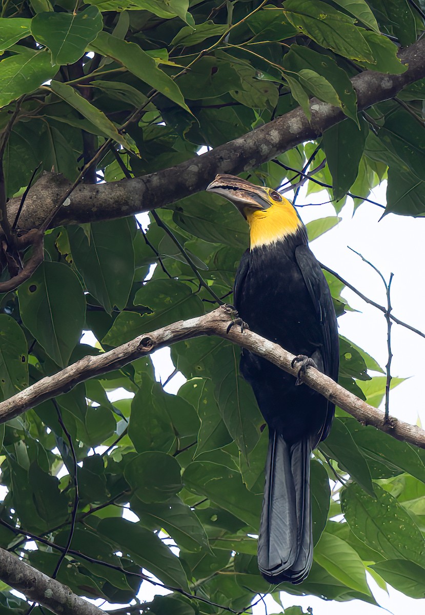 Gelbmasken-Hornvogel (exarhatus) - ML609749626