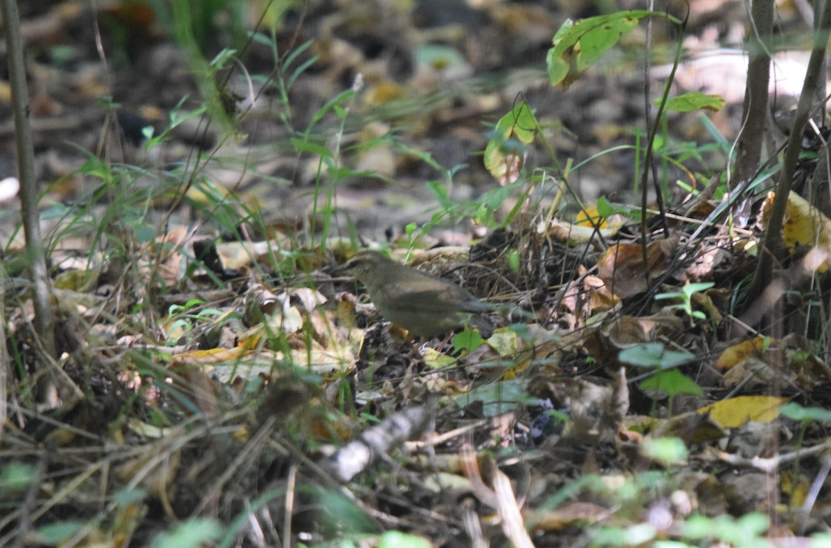 Swainson's Warbler - ML609749653