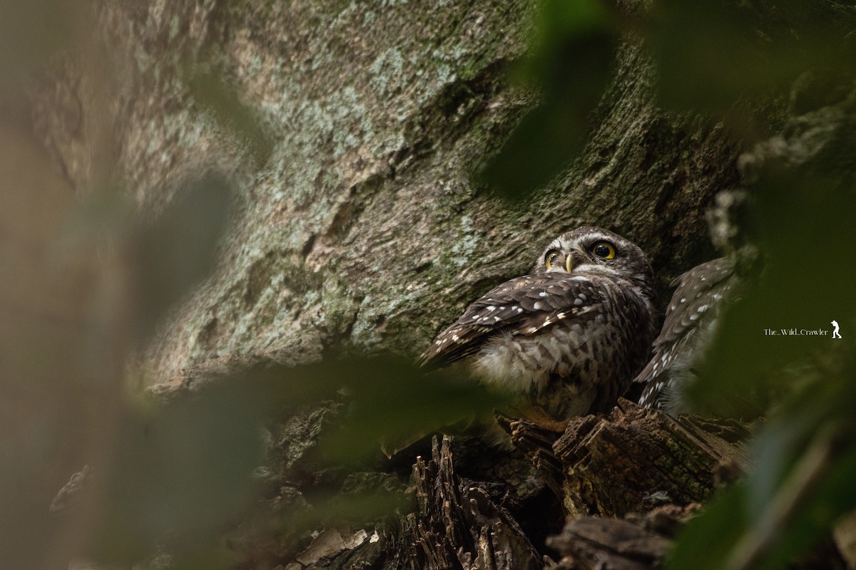 Spotted Owlet - ML609749869