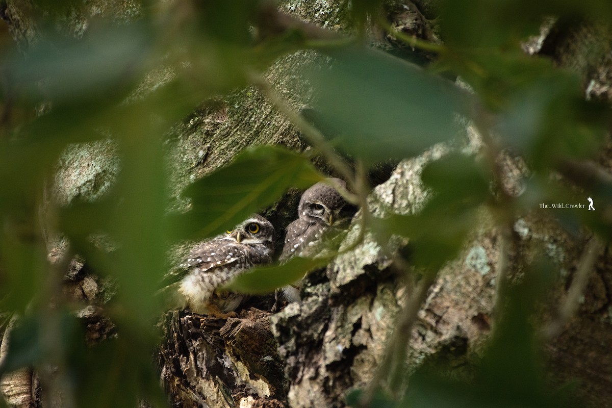 Spotted Owlet - ML609749870
