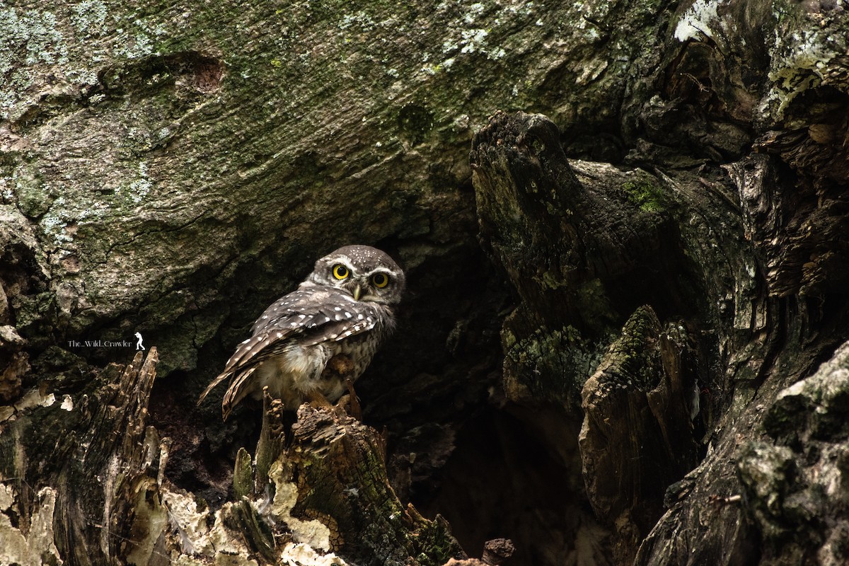 Spotted Owlet - ML609749871