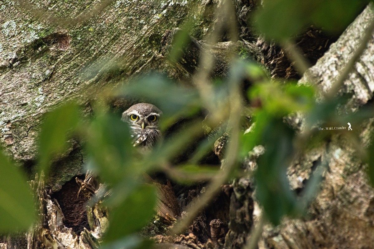 Spotted Owlet - ML609749873