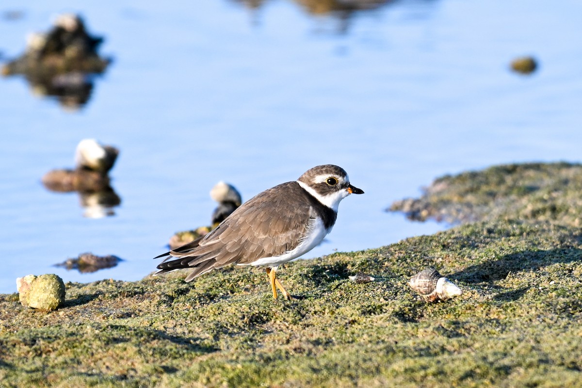 Semipalmated Plover - ML609749889