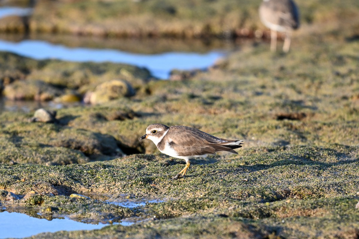Semipalmated Plover - ML609749890