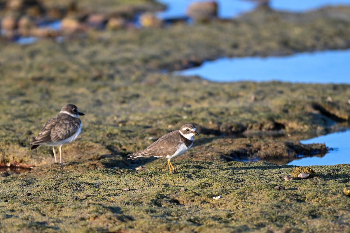 Semipalmated Plover - ML609749891