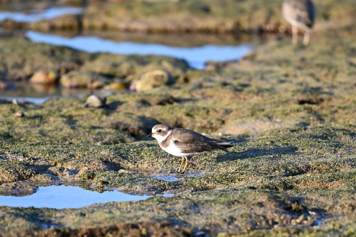 Semipalmated Plover - ML609749892