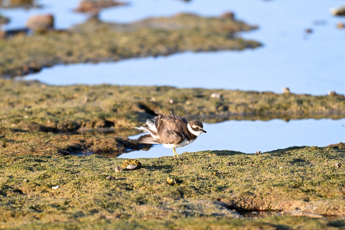 Semipalmated Plover - ML609749893