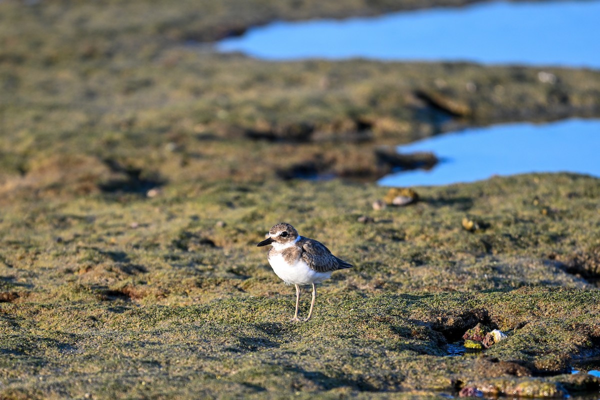 Semipalmated Plover - ML609749894