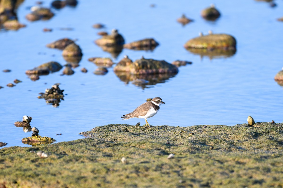Semipalmated Plover - ML609749895