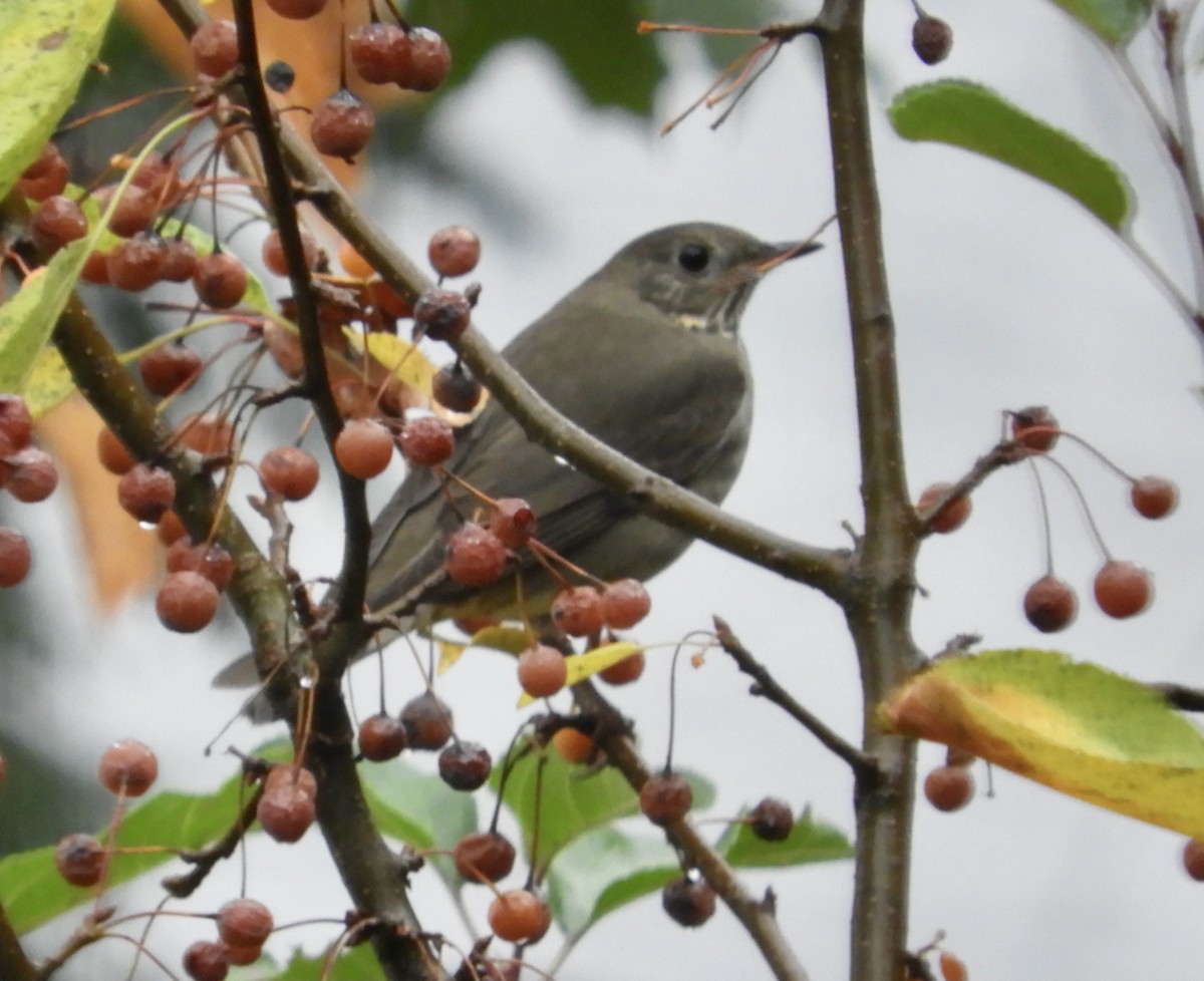 Gray-cheeked Thrush - ML609749916