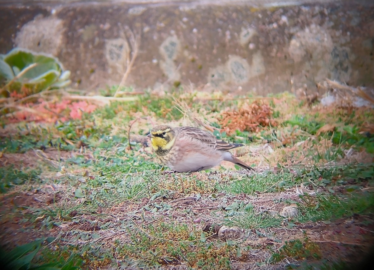 Horned Lark - ML609749923