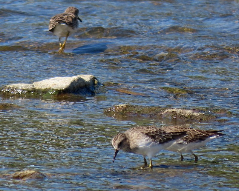 Least Sandpiper - greg slak