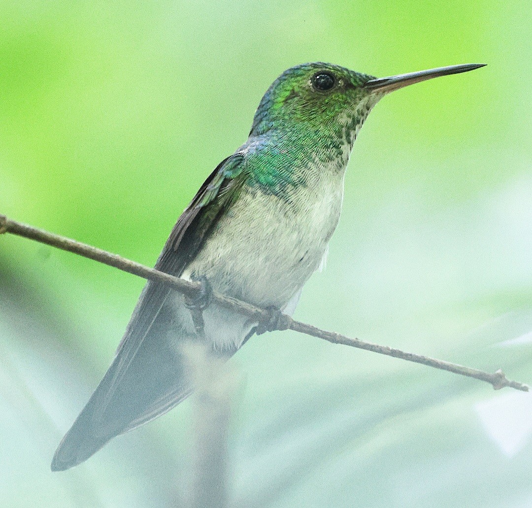 Violet-bellied Hummingbird - BIRDING BOLIVAR