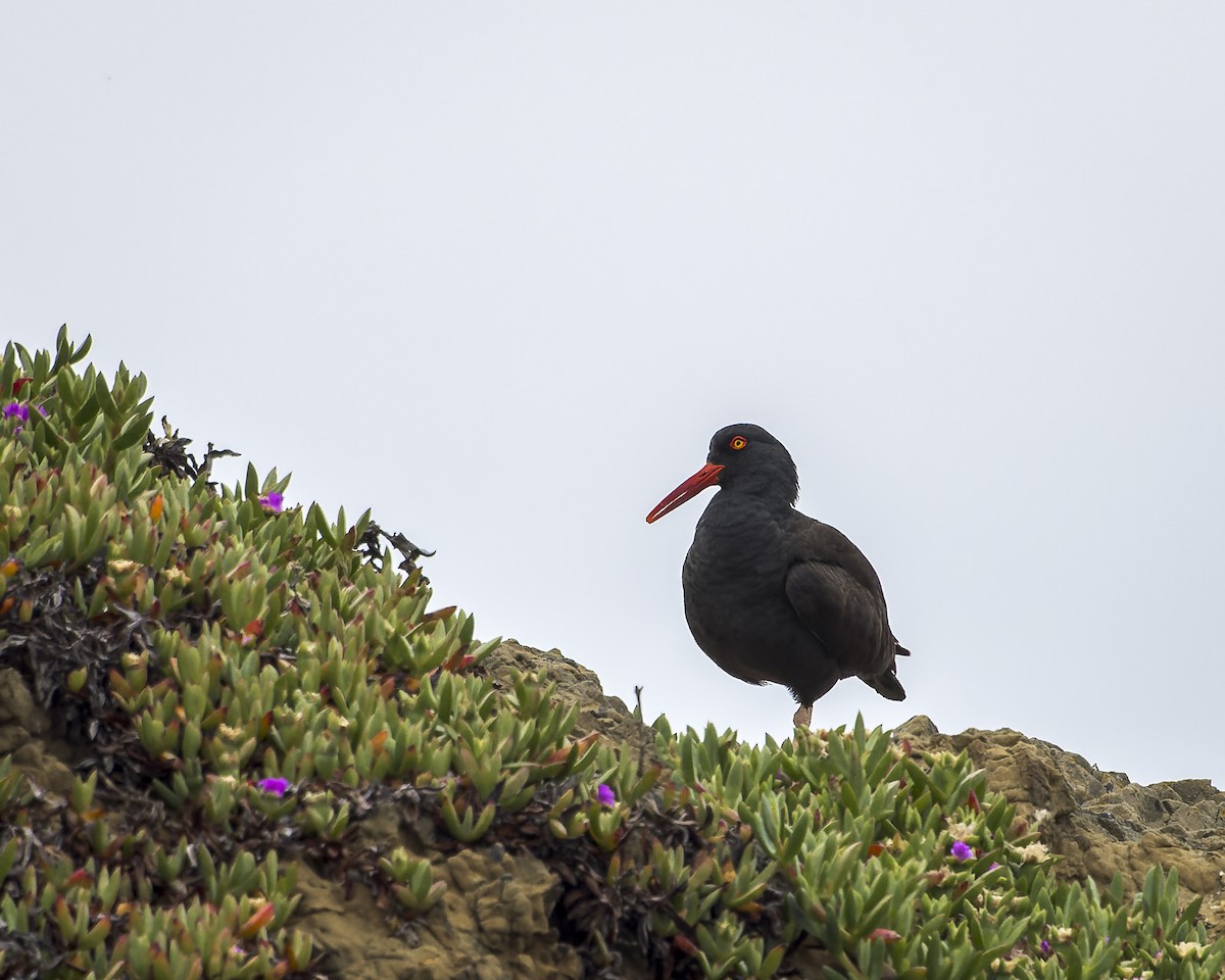 Black Oystercatcher - Alan Phipps