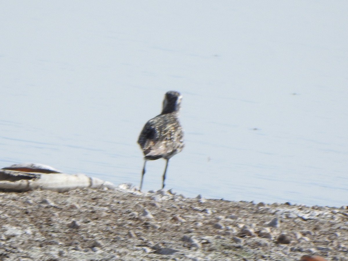 Pacific Golden-Plover - ML609750019