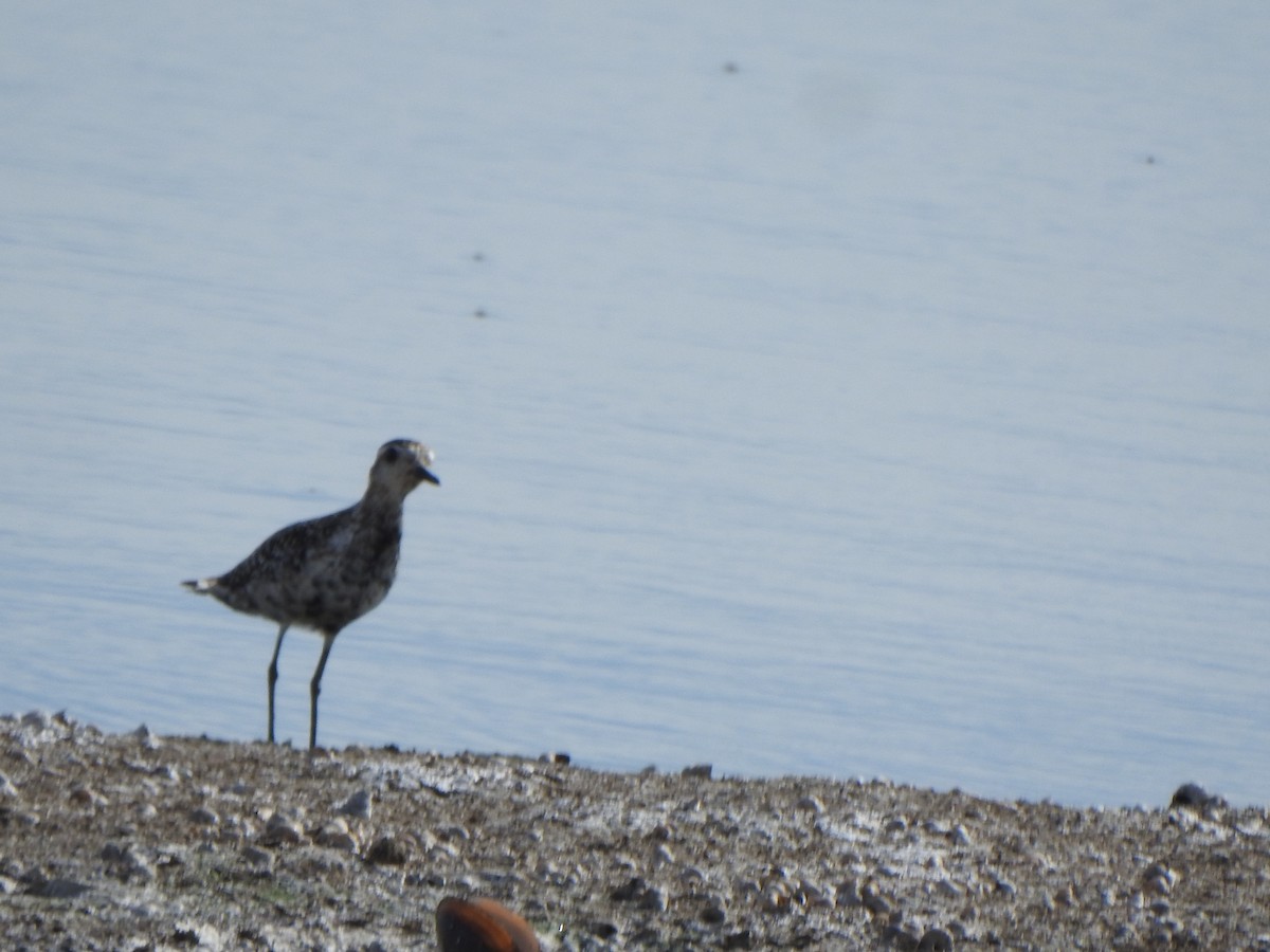 Pacific Golden-Plover - ML609750027