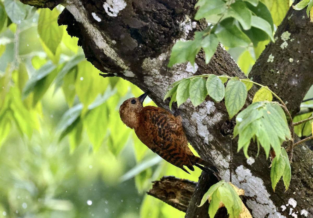 Rufous Woodpecker - ML609750044