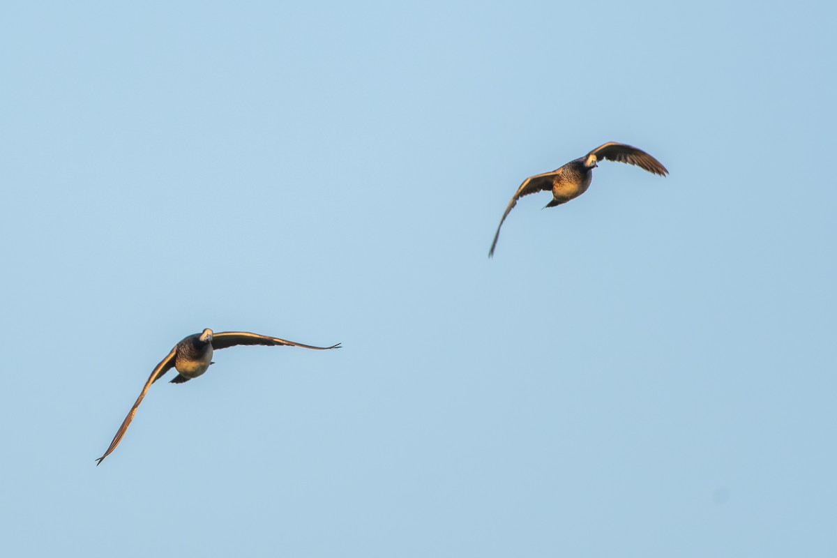 Chiloe Wigeon - ML609750149