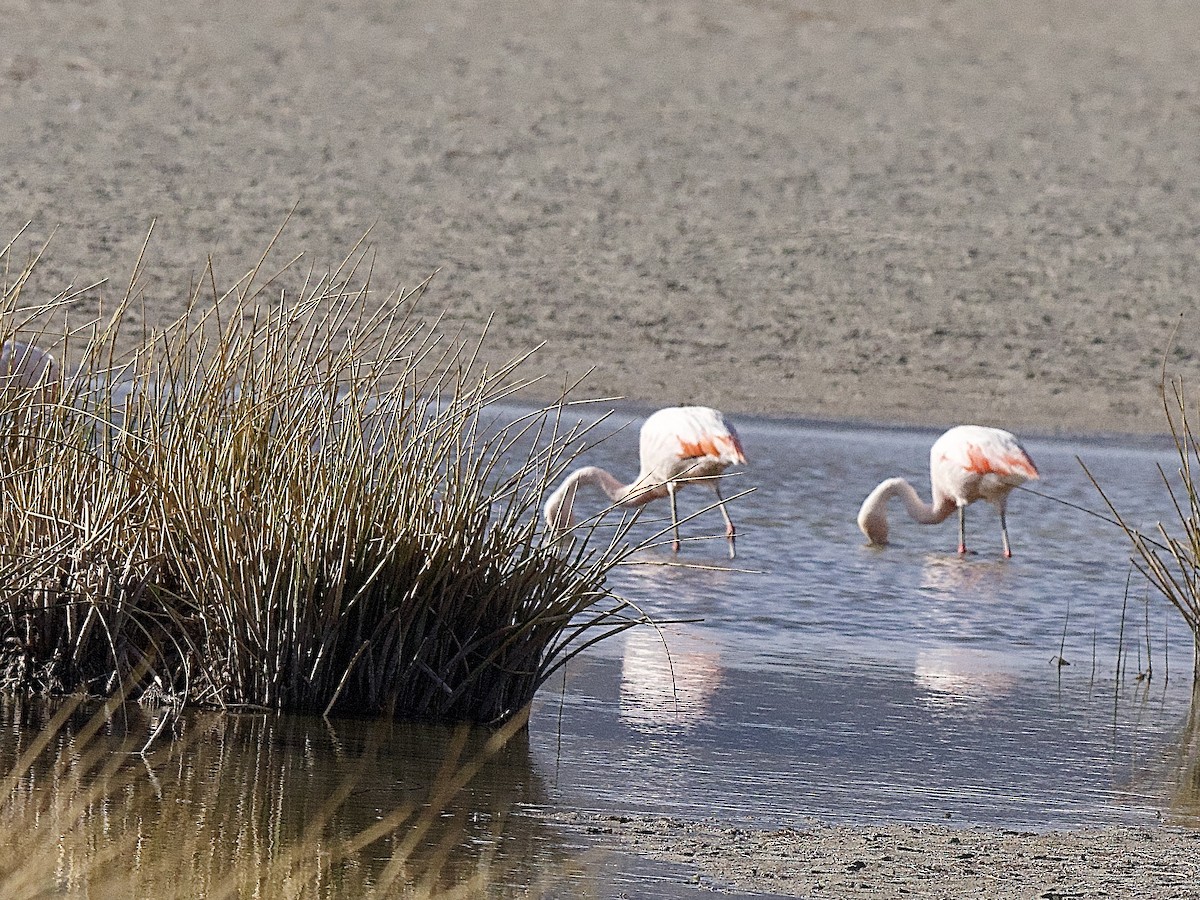 Chilean Flamingo - Craig Rasmussen