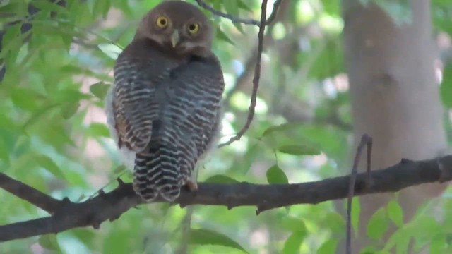 Jungle Owlet - ML609750199