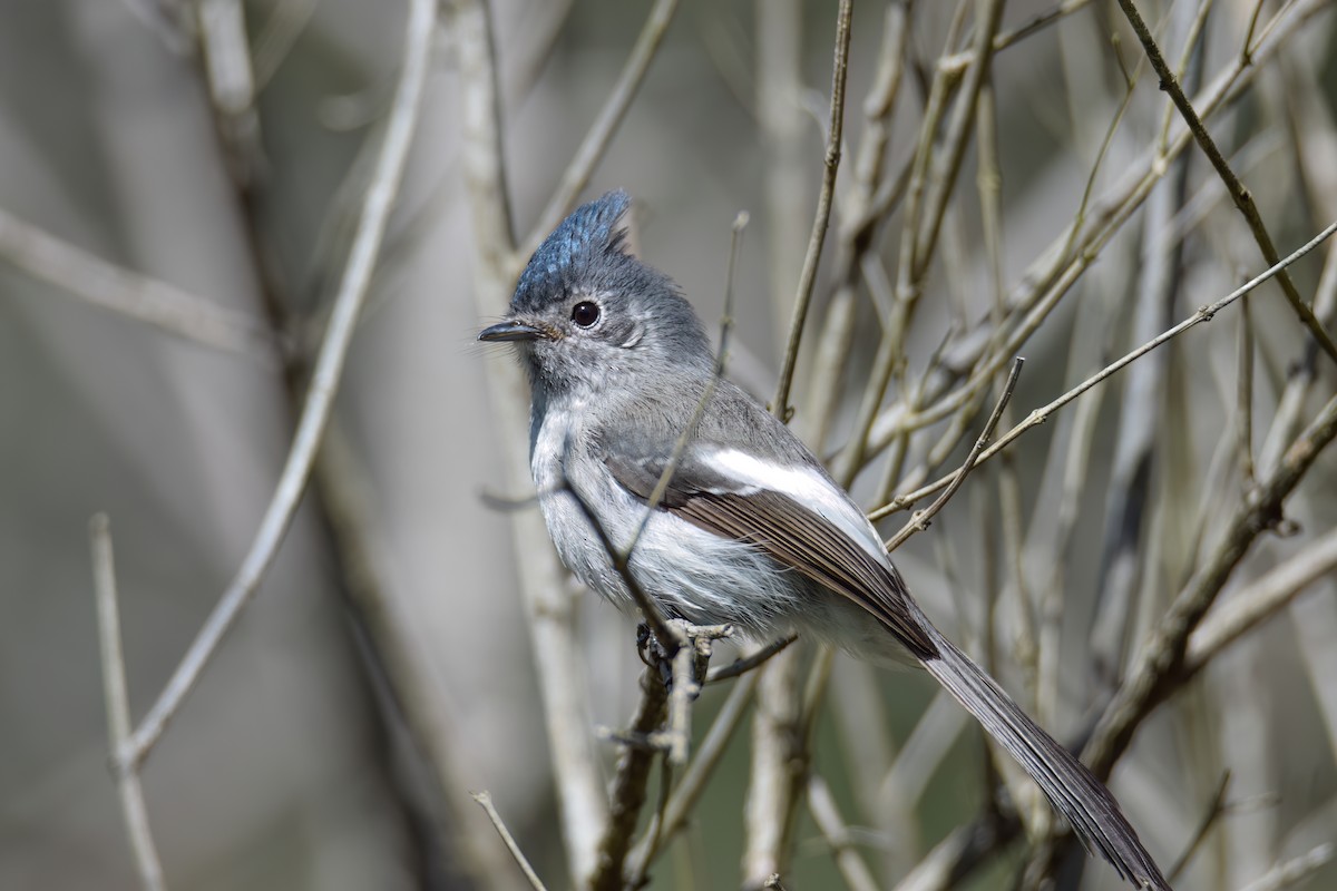 African Crested Flycatcher - Regard Van Dyk