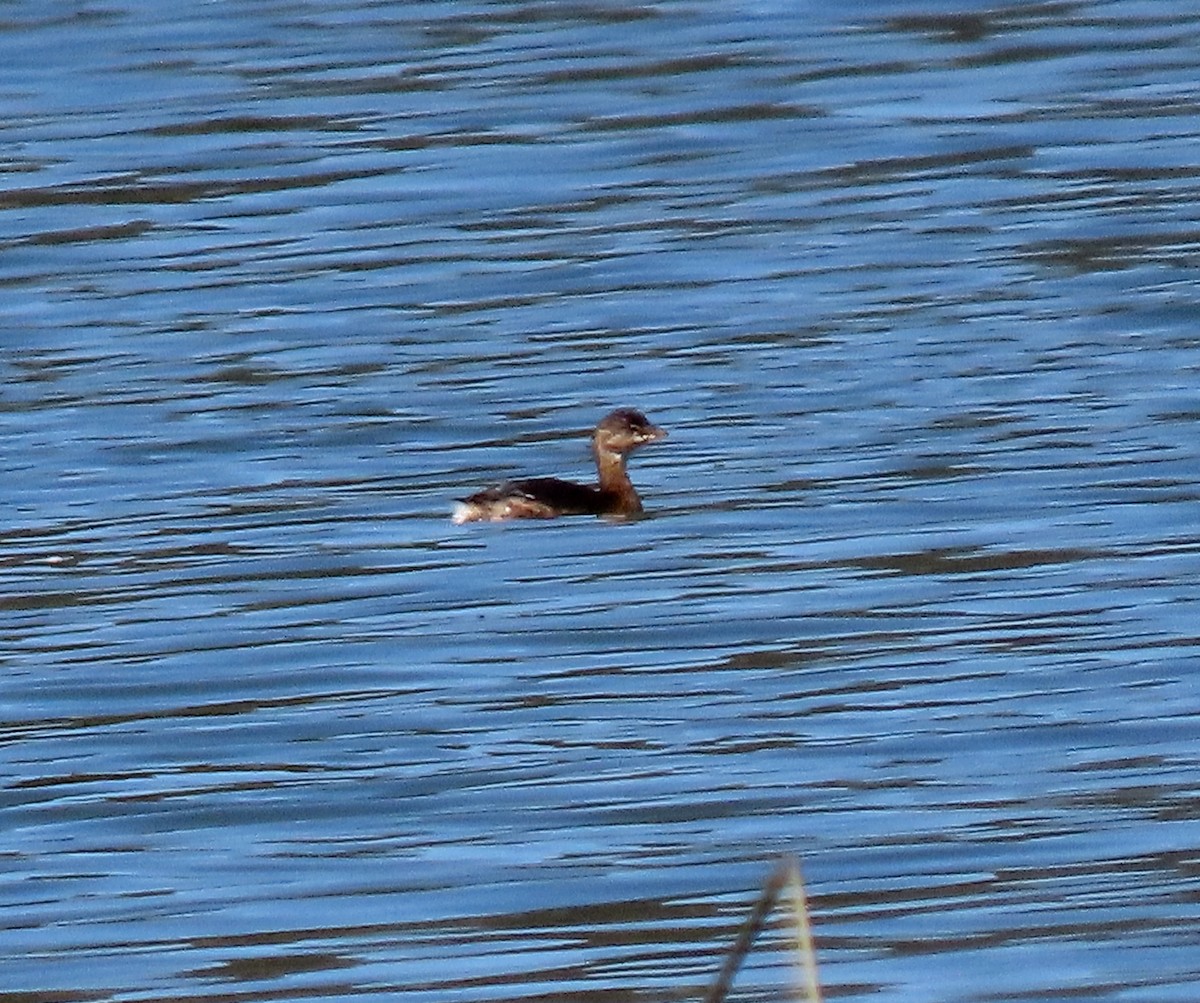 Pied-billed Grebe - ML609750241