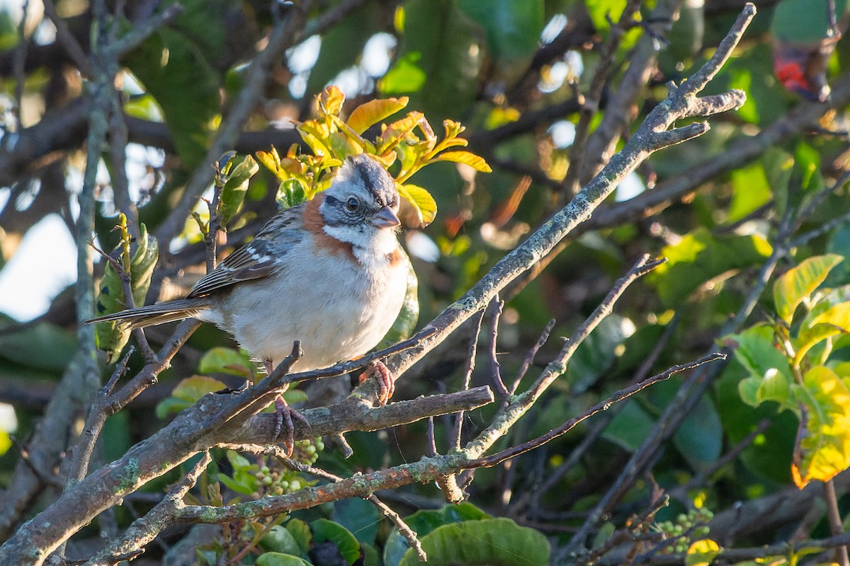 Rufous-collared Sparrow - ML609750296