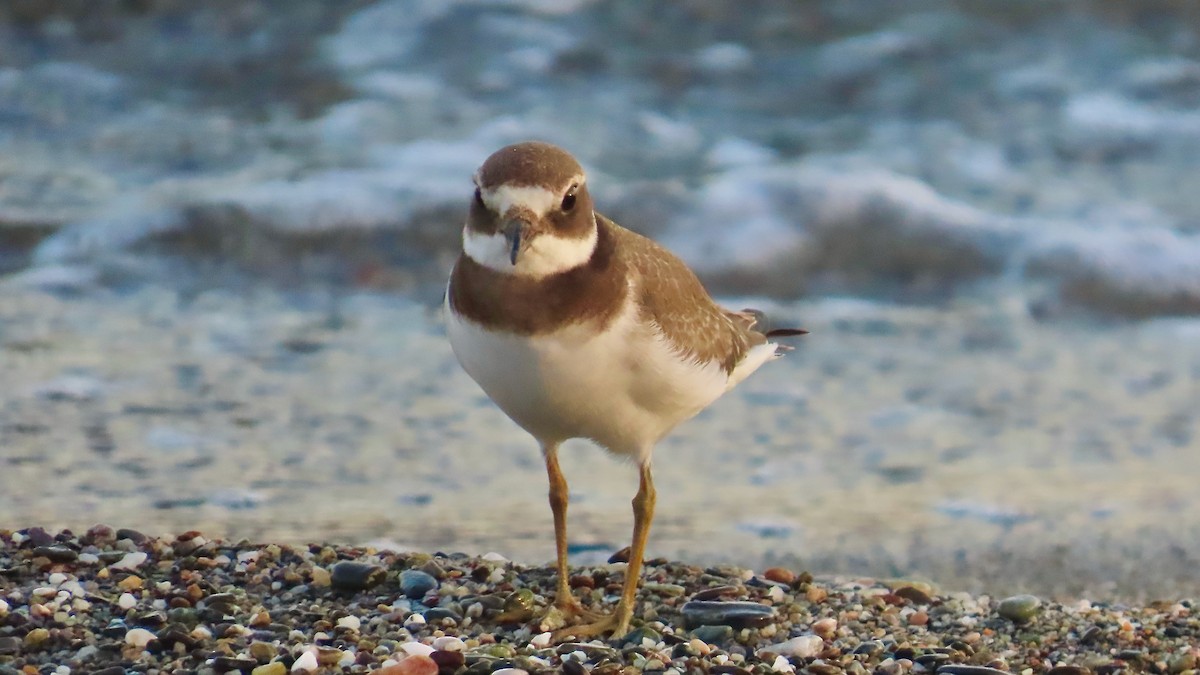 Common Ringed Plover - ML609750310