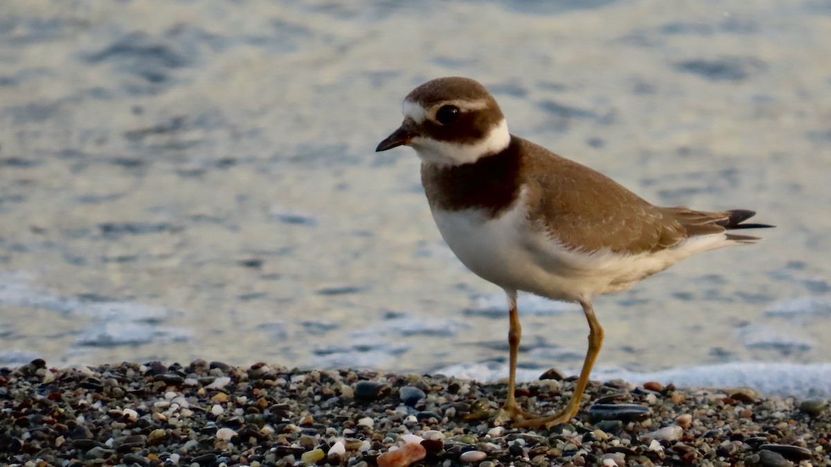 Common Ringed Plover - ML609750311