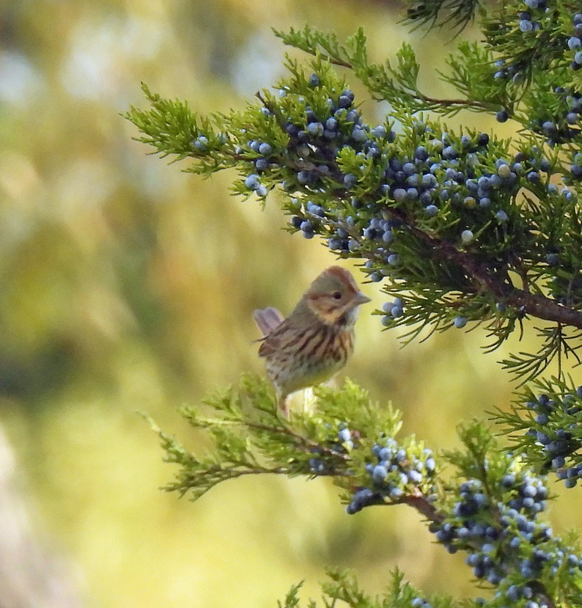 Lincoln's Sparrow - Nicole H