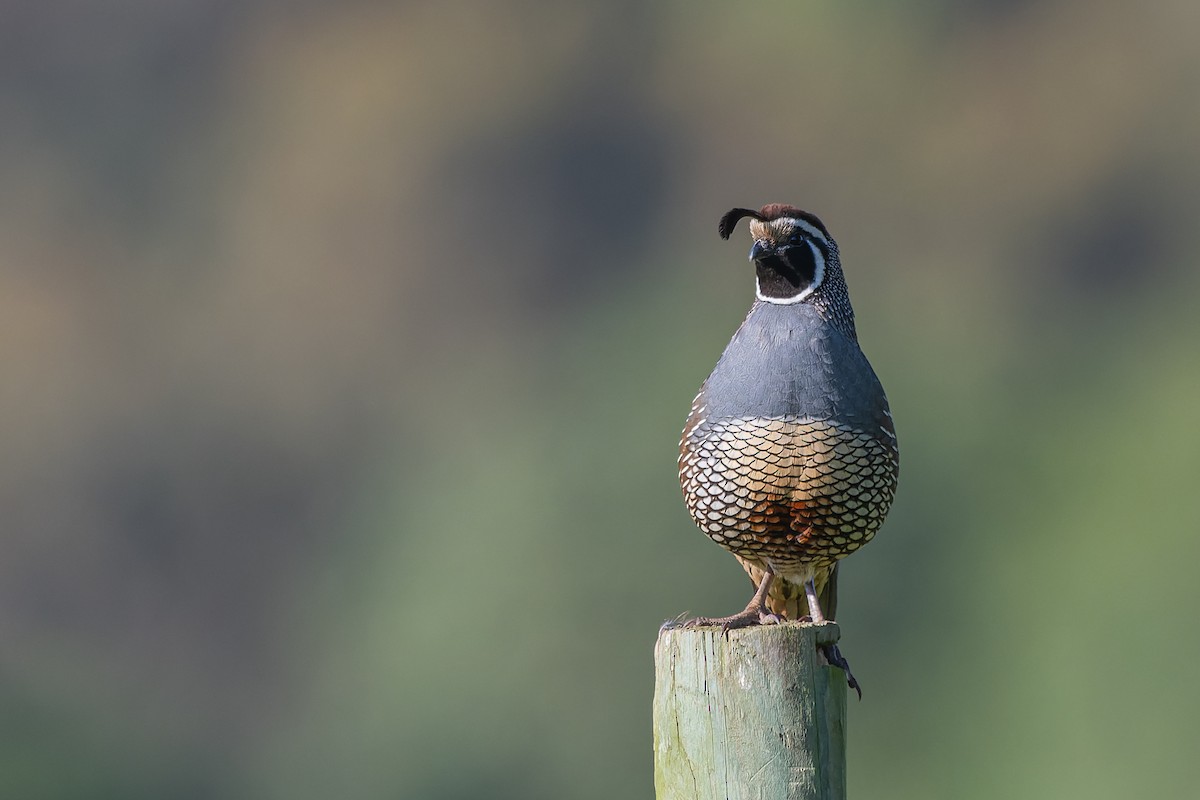 California Quail - ML609750363