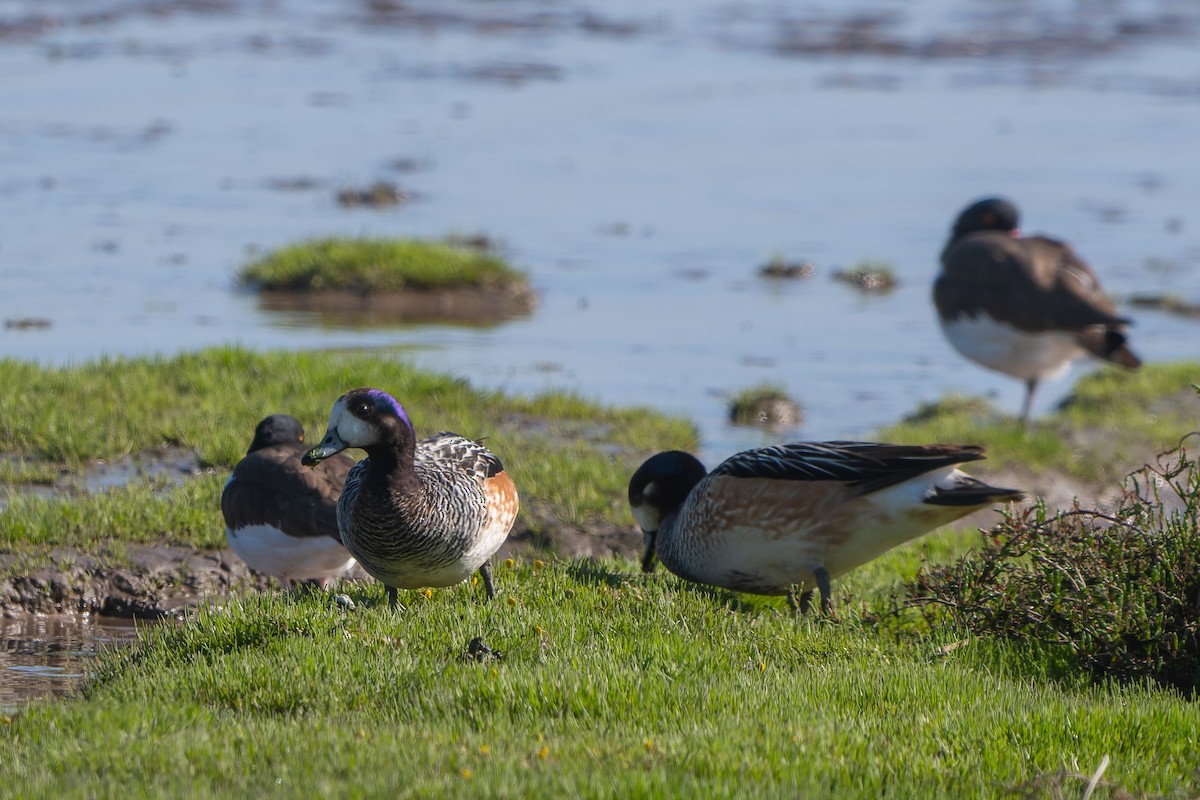 Chiloe Wigeon - Jorge Ugalde