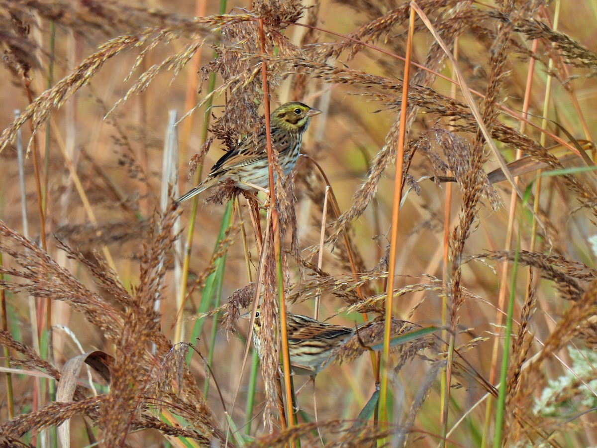 Savannah Sparrow - ML609750532