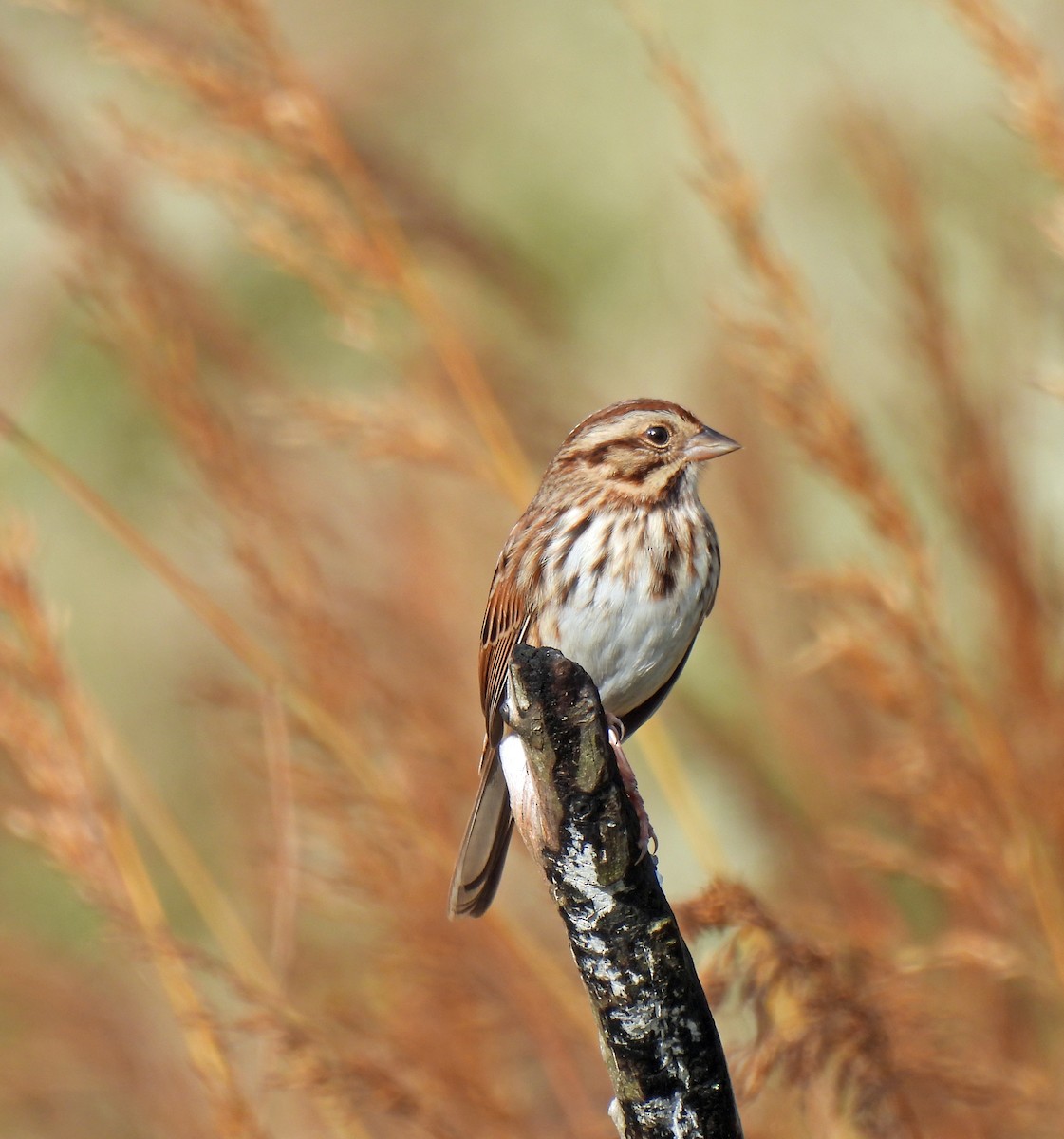 Song Sparrow - ML609750559