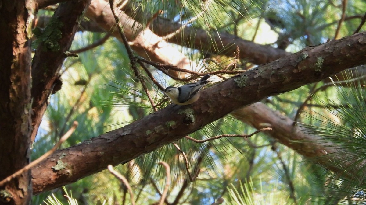 White-breasted Nuthatch - ML609750571