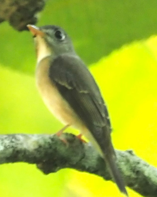Brown-breasted Flycatcher - ML609750581