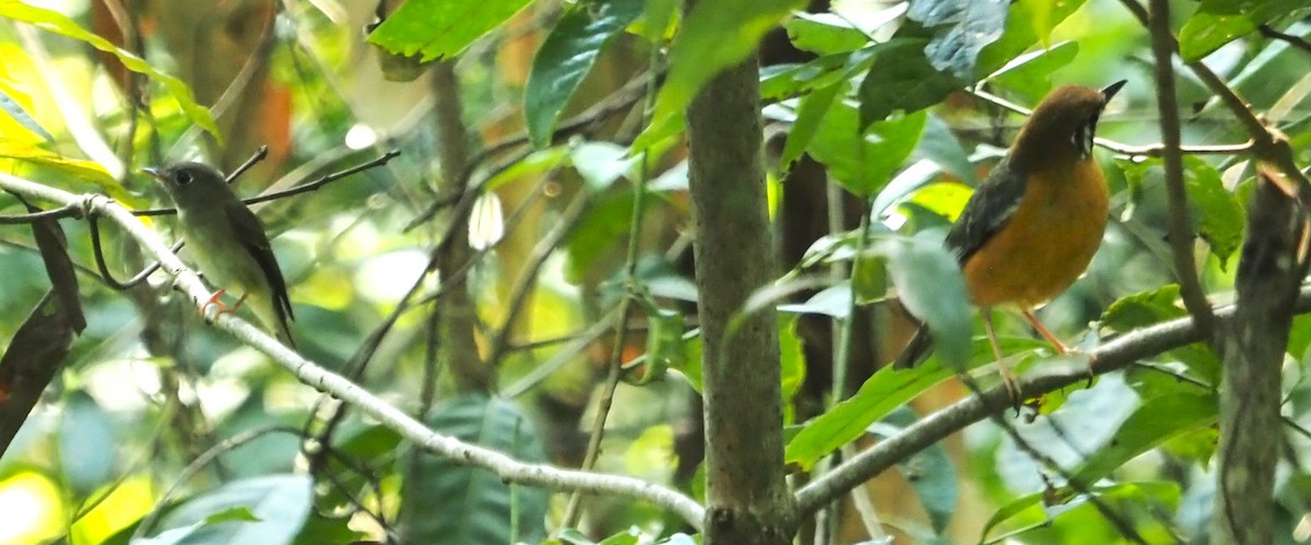 Orange-headed Thrush - ML609750586