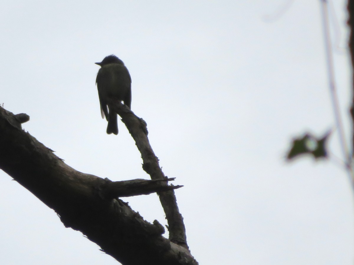 Eastern Wood-Pewee - ML609750660