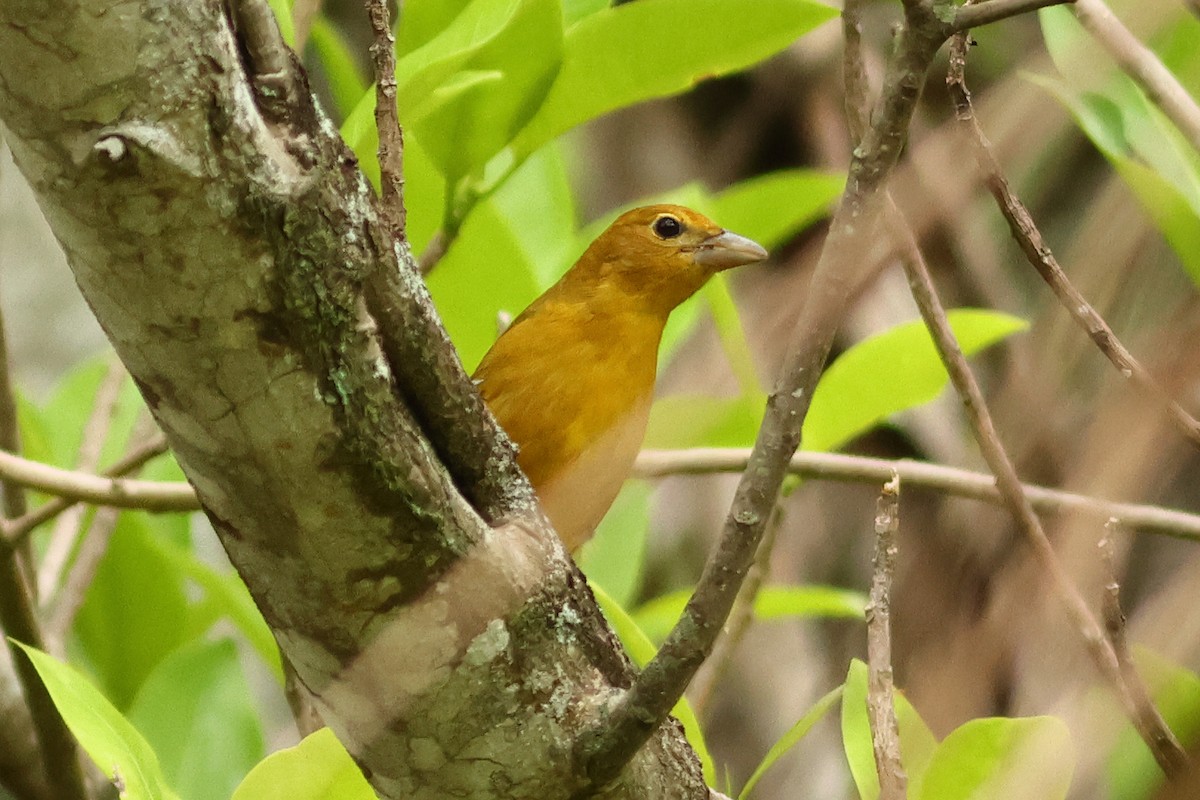 Summer Tanager - ML609750794