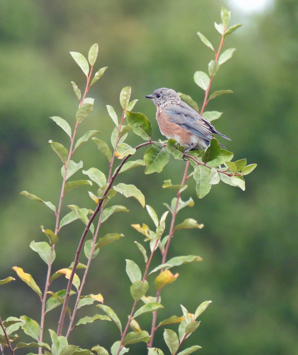 Eastern Bluebird - ML609750958