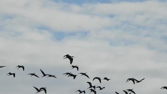 ibis hnědý - ML609750967