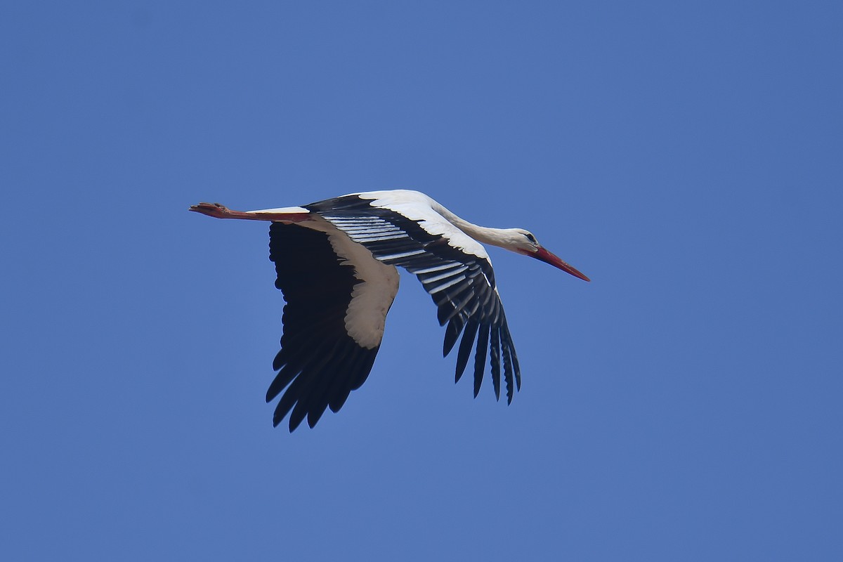 White Stork - ML609751062