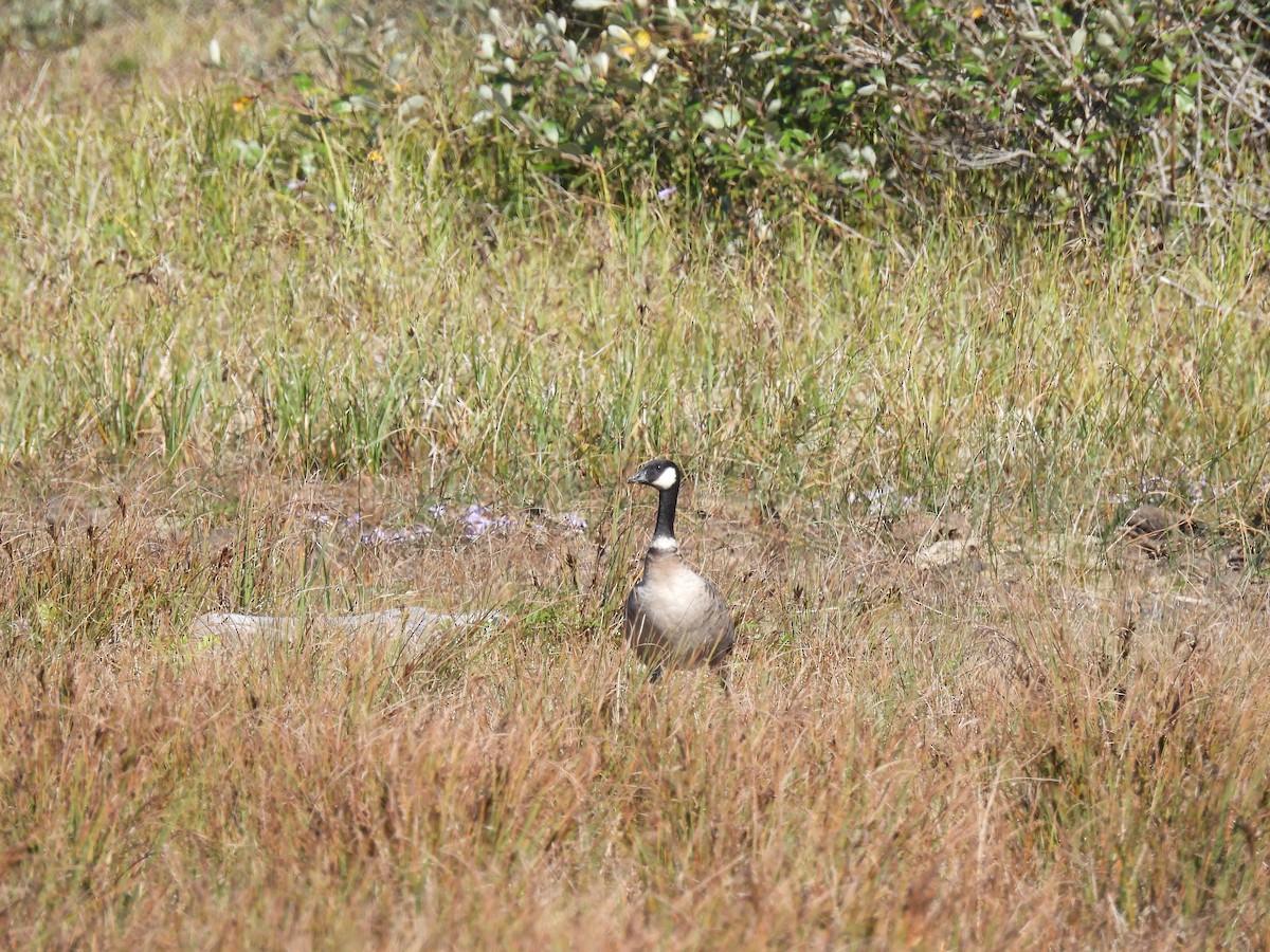 Cackling Goose (Aleutian) - ML609751118