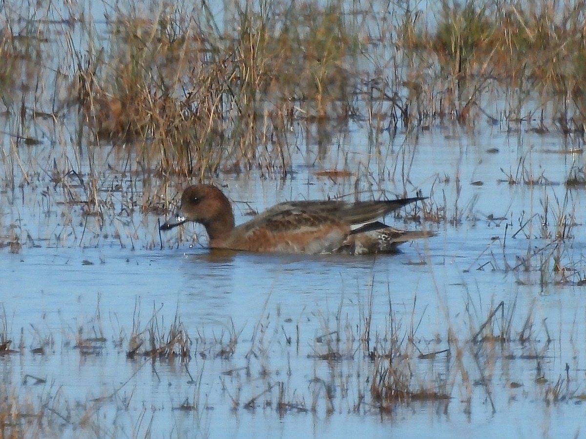 Eurasian Wigeon - ML609751127