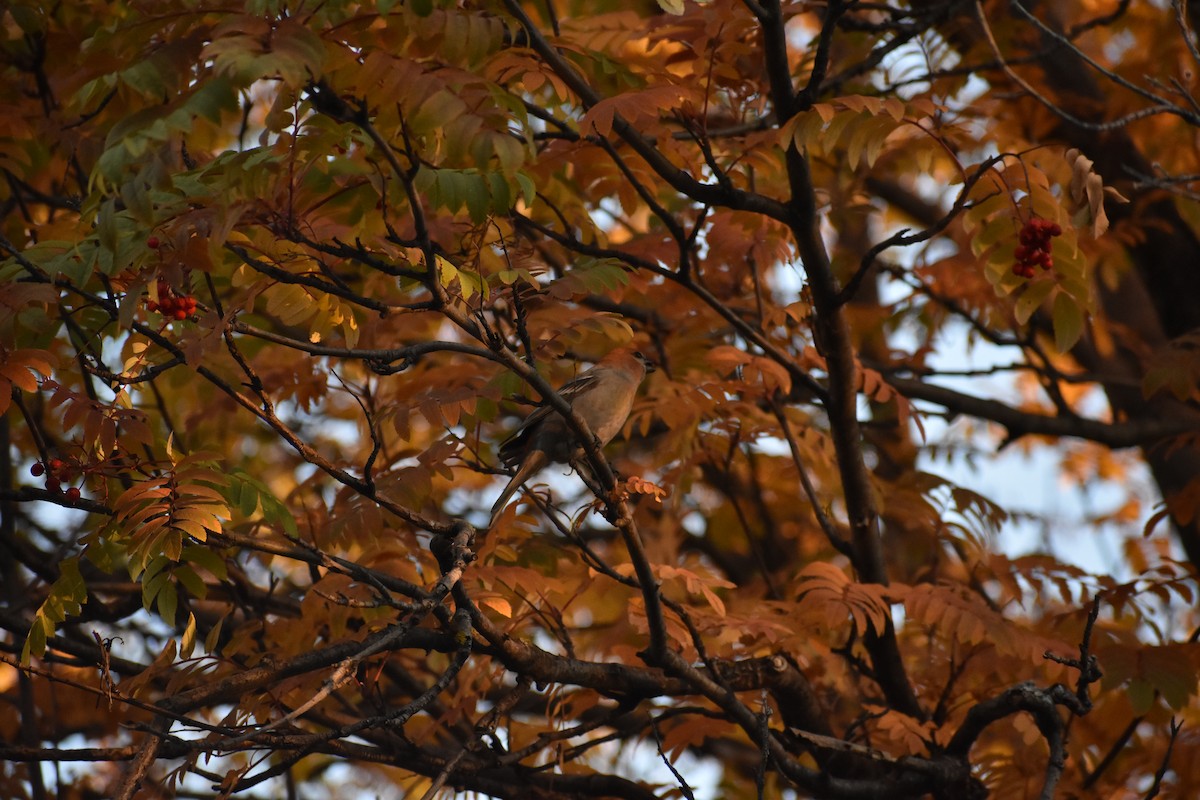 Pine Grosbeak - ML609751129