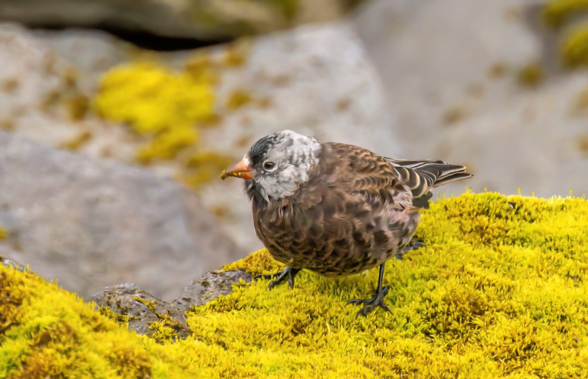 Gray-crowned Rosy-Finch (Pribilof Is.) - ML609751131