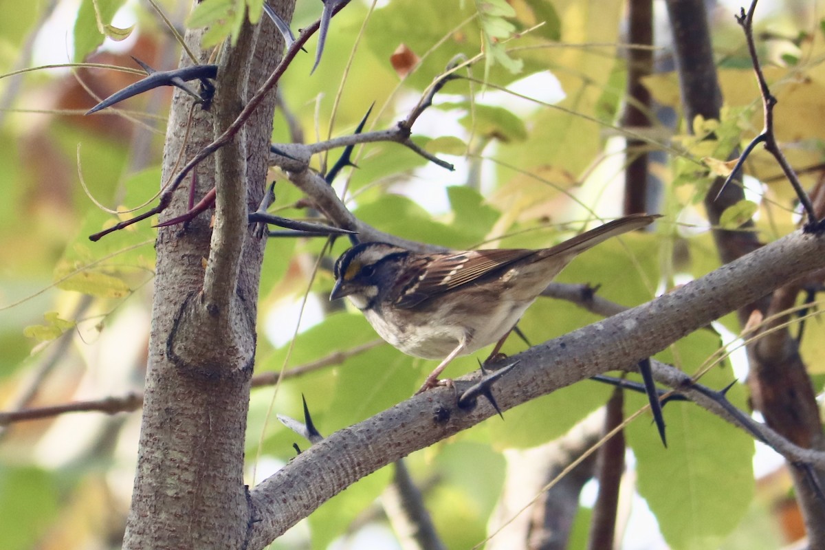 White-throated Sparrow - ML609751182